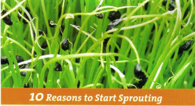 10 Reasons to Sprout 